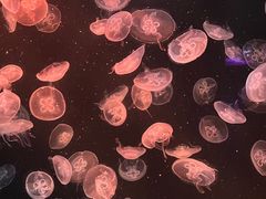 -新加坡海洋生态馆