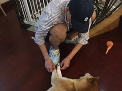 -喜柴咖啡·柴犬狗咖