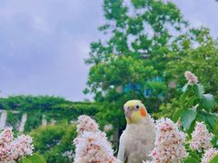 -黎里古镇