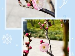 -新虹桥中心花园