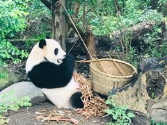 熊猫-成都大熊猫繁育研究基地