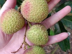 -从化深英荔枝黄皮龙眼采摘园