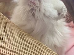 -芭比堂动物医院·心脏专科·夜诊·吉雅分院