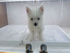 -翊宠yipet猫狗购宠庄园犬舍•猫舍