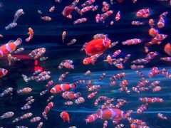 -海合安成都极地海洋公园