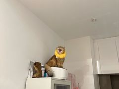 -创凡宠物医院·骨专科  猫科中心(西乡分院)