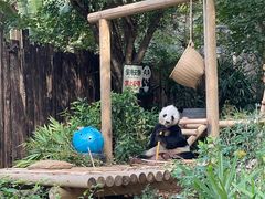 -深圳野生动物园