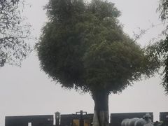 -商丘市人民公园