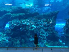 -迪拜水族馆及水下动物园
