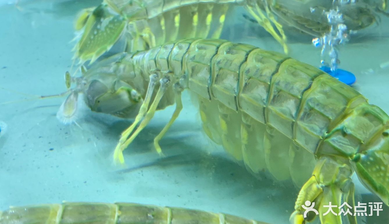 去人气海鲜火锅店喜势滚新店吃吃比手掌大的爬爬虾🦐