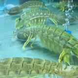 去人气海鲜火锅店喜势滚新店吃吃比手掌大的爬爬虾🦐