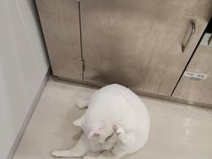 -艾吉宠物医院·疑难杂症转诊中心·猫友好(碧江路院)