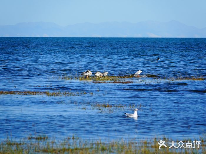 青海湖仙女湾景区图片