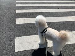 -PETKIT小佩宠物(昭化店)