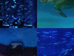-海合安成都极地海洋公园