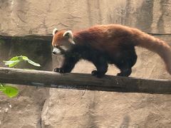 -成都动物园