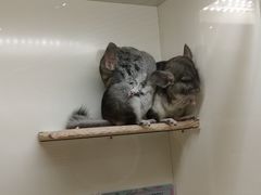 -龙猫仔乐园(惠福东路店)