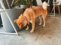 -隹木咖啡馆(宝龙广场店)
