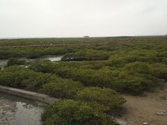 -北海金海湾红树林生态旅游区