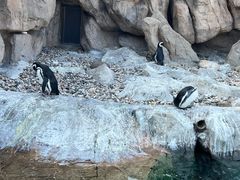 -上海野生动物园