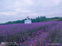 -紫颐香薰山谷景区