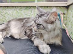 -瑞鹏宠物医院·微创内窥镜·骨外科·牙科(翠竹分院)