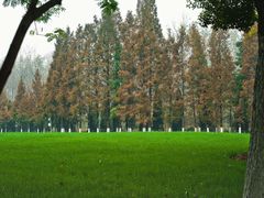 -合肥滨湖国家森林公园