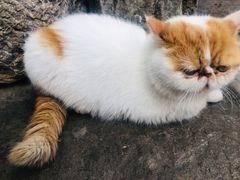 -喵屿·大理花园猫咖