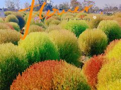 -花开海上生态园