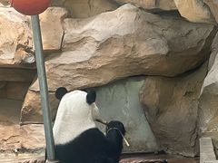 -成都动物园