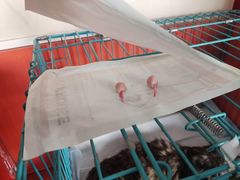 -瑞派福兴宠物医院犬猫全科·骨科·中西医结合(河东店)