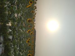 -光明小镇欢乐田园