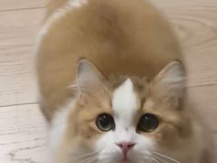 -Bastet sally猫舍购宠(静安店)