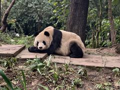 -中国大熊猫保护研究中心雅安碧峰峡基地