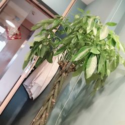 -YOUNGSKIN氧研皮肤管理中心