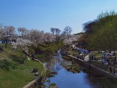 -羊山湖公园