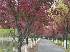 -羊山湖公园