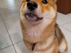 -柴务处·柴犬主题狗咖