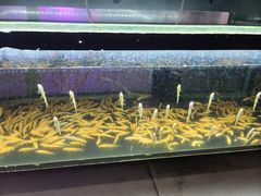 -中环花鸟鱼虫市场