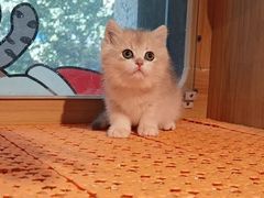 -欣宠猫屋·矮脚拿破仑·蓝金金渐层