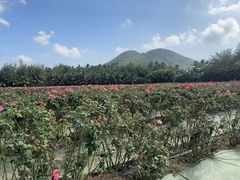 -亚龙湾国际玫瑰谷