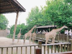 -上海野生动物园