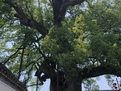 -新安江山水画廊风景区