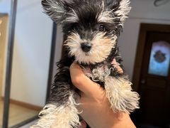 -翊宠yipet猫狗购宠庄园犬舍•猫舍