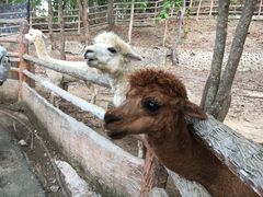 -清迈夜间动物园