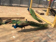 -长白岛森林公园