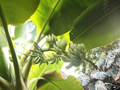 -呀路古热带植物园