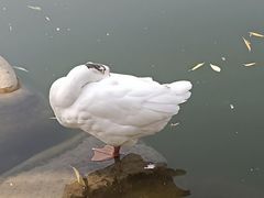 -莲湖公园