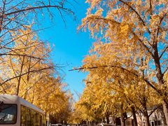 -三里屯东五街银杏大道