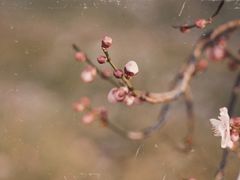 -蜀冈西峰生态公园